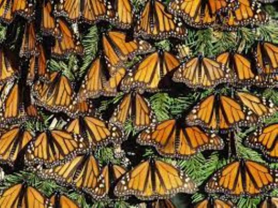 Monarch Butterflies